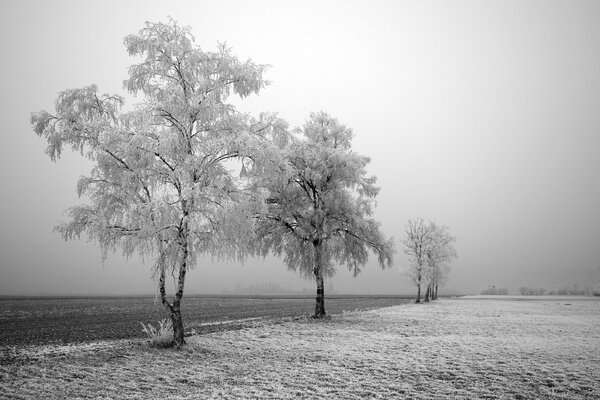 Winterstraße mit Bäumen