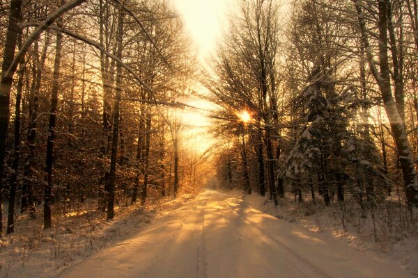 The rays of the sun make their way through the trees in the snow-covered forest