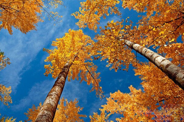 Die Kronen der Birken im Herbstlaub vor dem Hintergrund des blauen Himmels