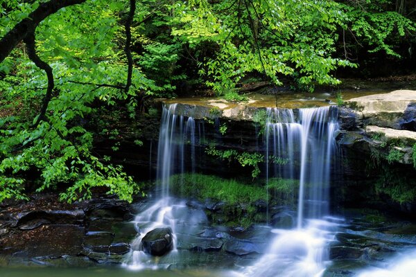 Cascade près de l arbre vert