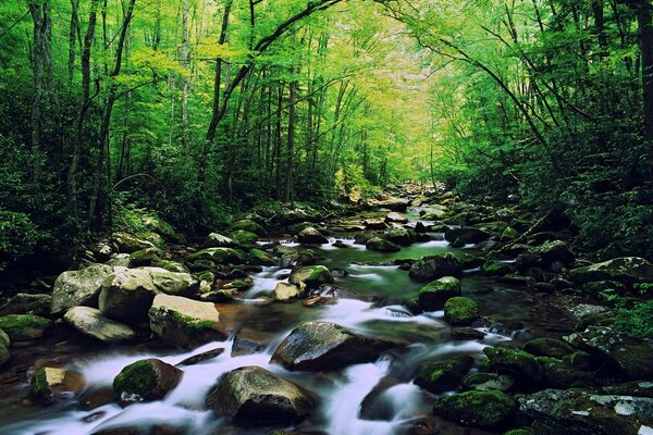 Hermoso río de bosque rocoso