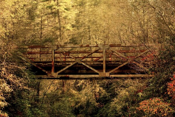 Autumn bridge in an abandoned forest