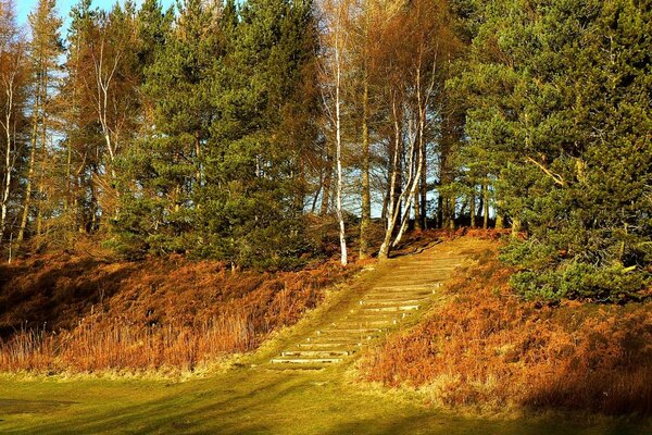 Stairs to the mixed autumn forest