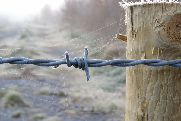 Barbed wire fog leaves