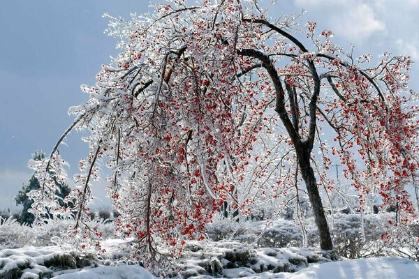 Дерево рябины со льдом на ветвях
