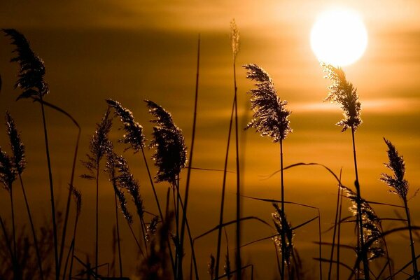 Anmutiges Schilf vor dem Hintergrund der hellen Sonne