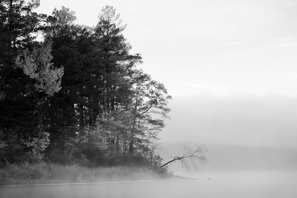 Black and white misty forest by the lake