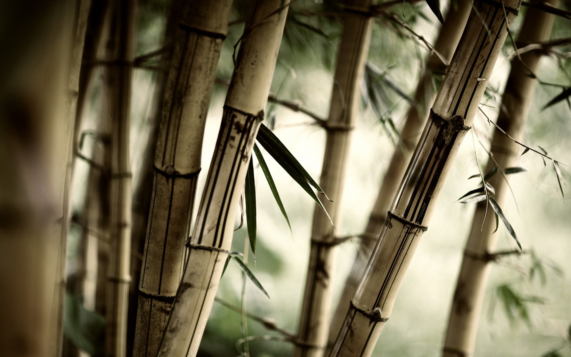 bamboo leaves gra