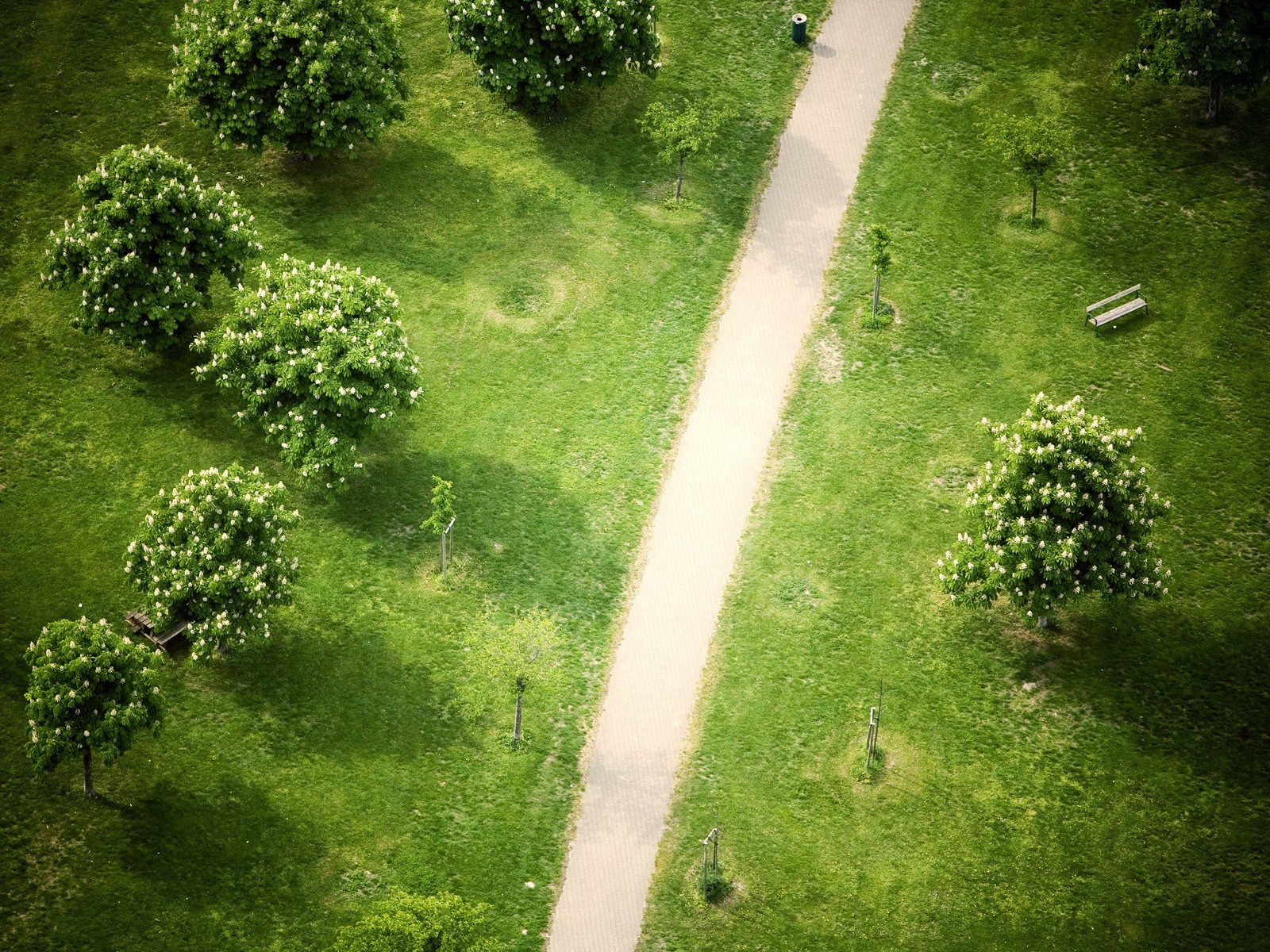 passerelle arbres parc d en haut