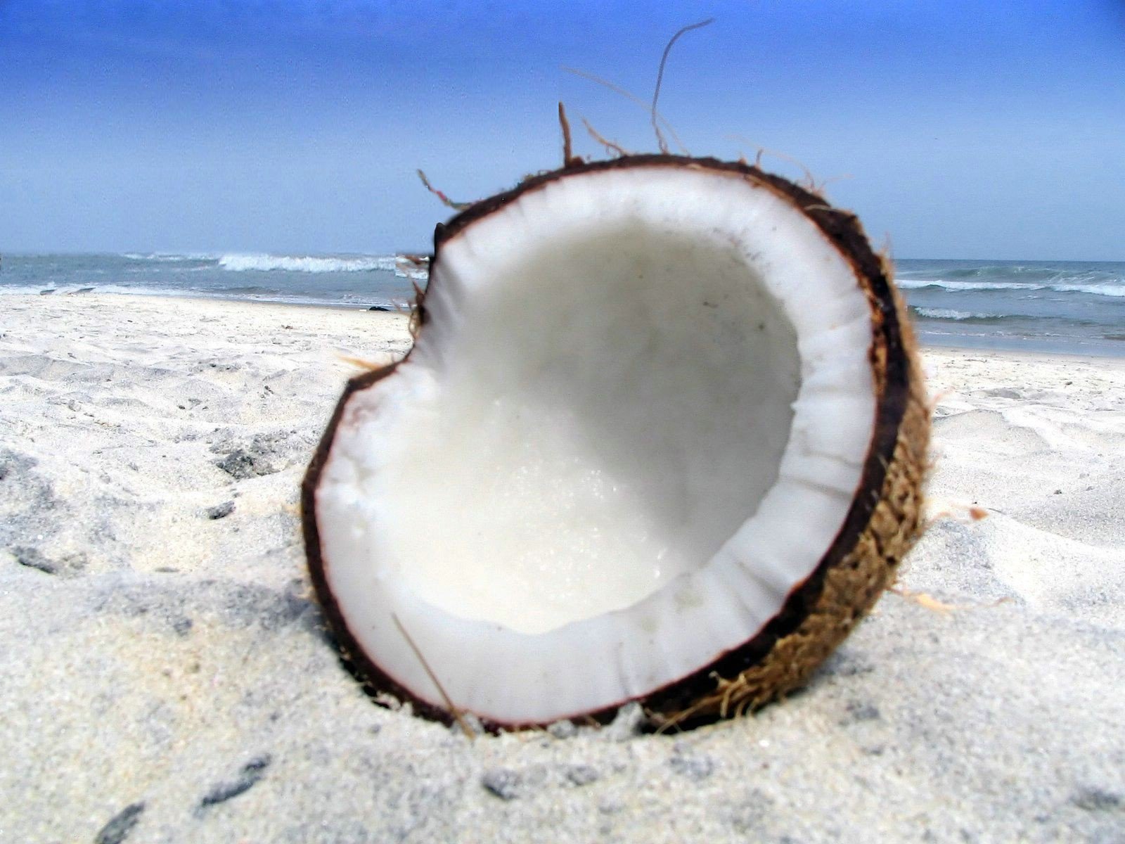 natura cocco sabbia spiaggia