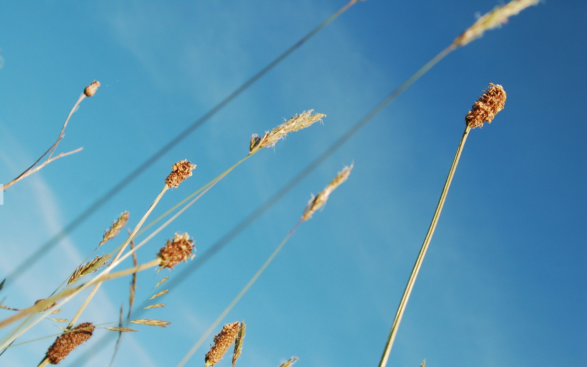 blue plants sky