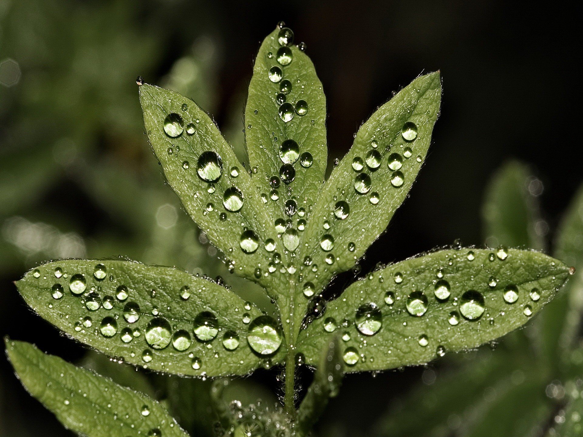 feuilles plante gouttes verdure