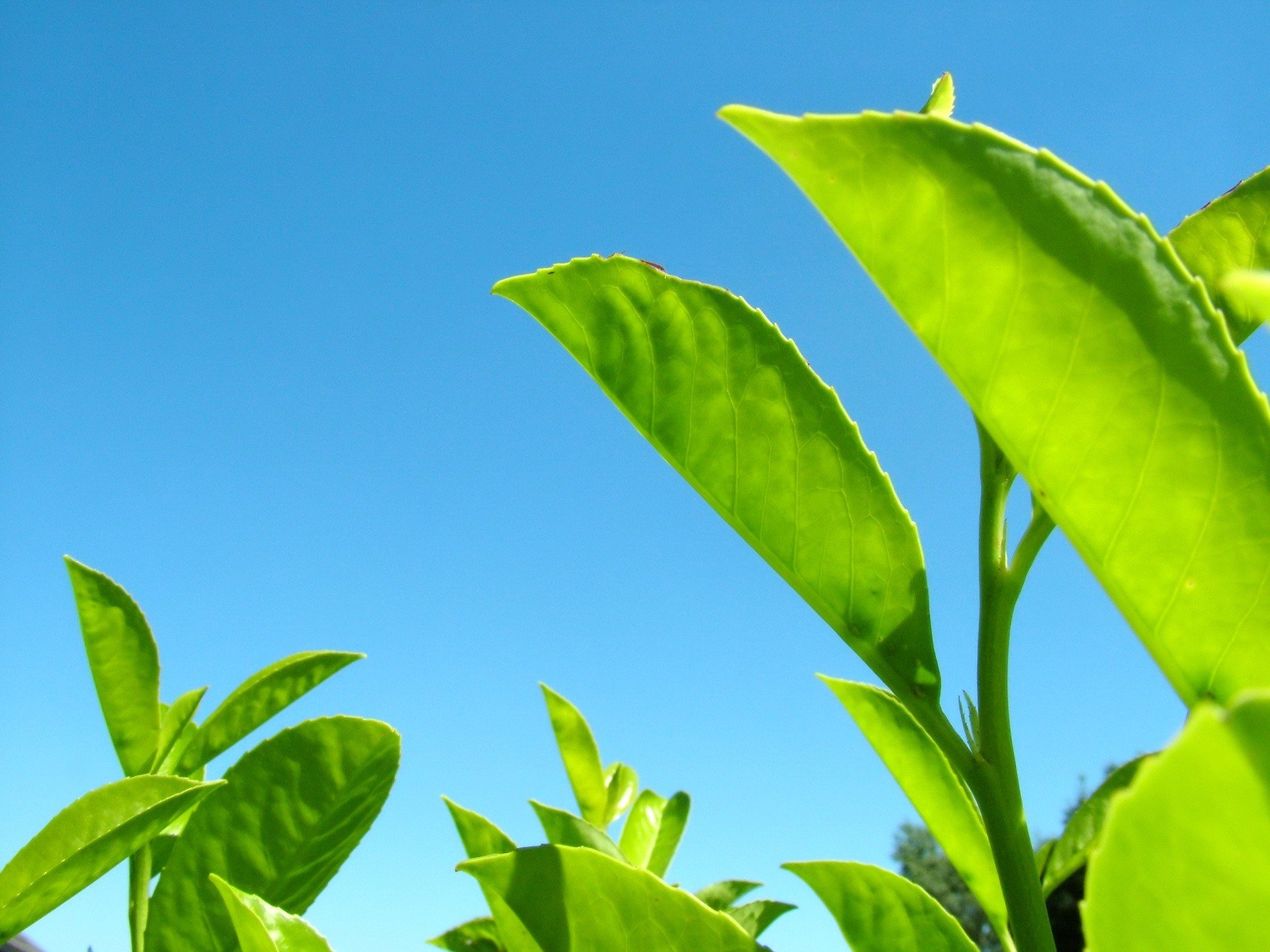 leaves plants green blue