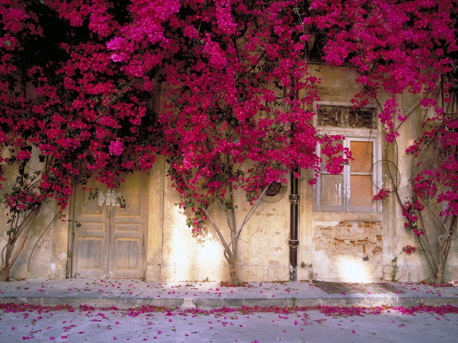 fleurs mur fenêtre