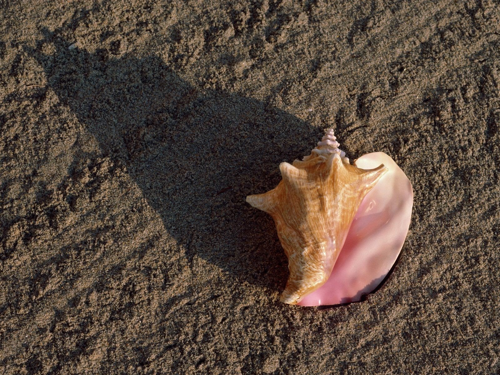 coquillage sable plage