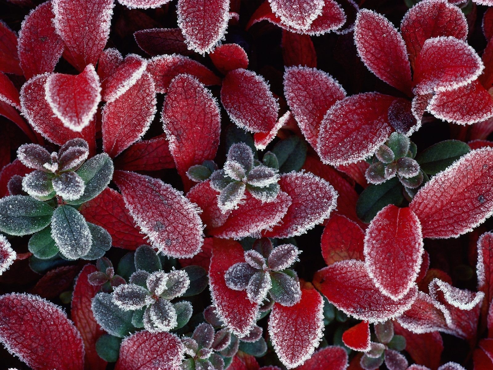 feuilles rouge glace