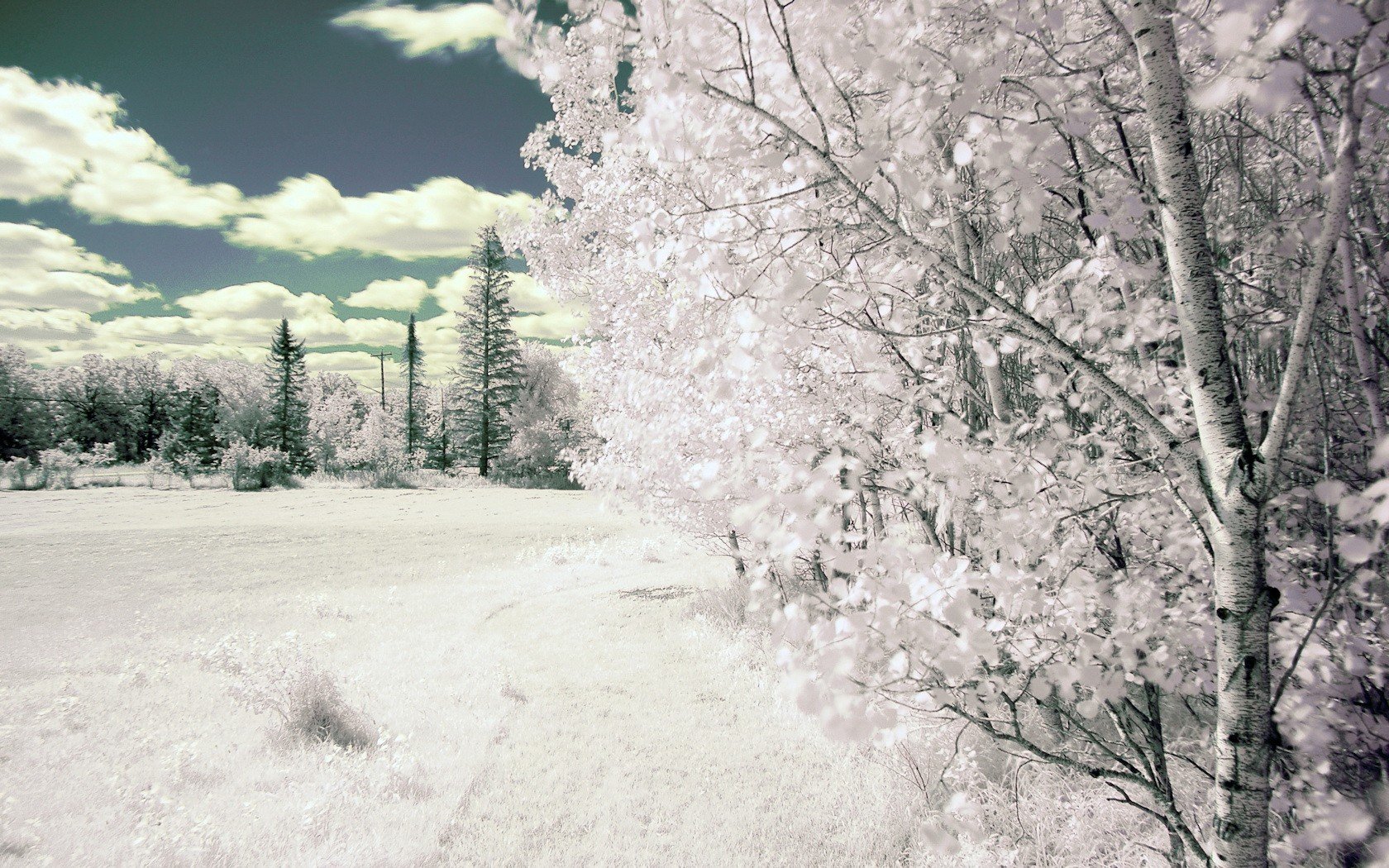 arbres blanc infrarouge