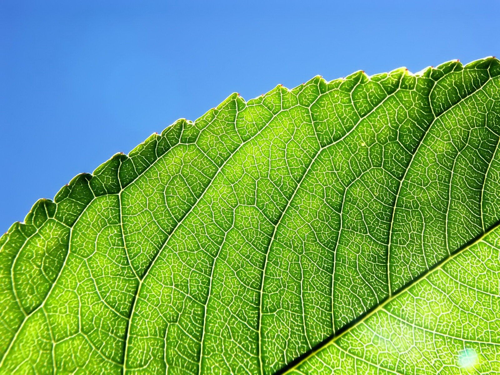 hoja verde líneas