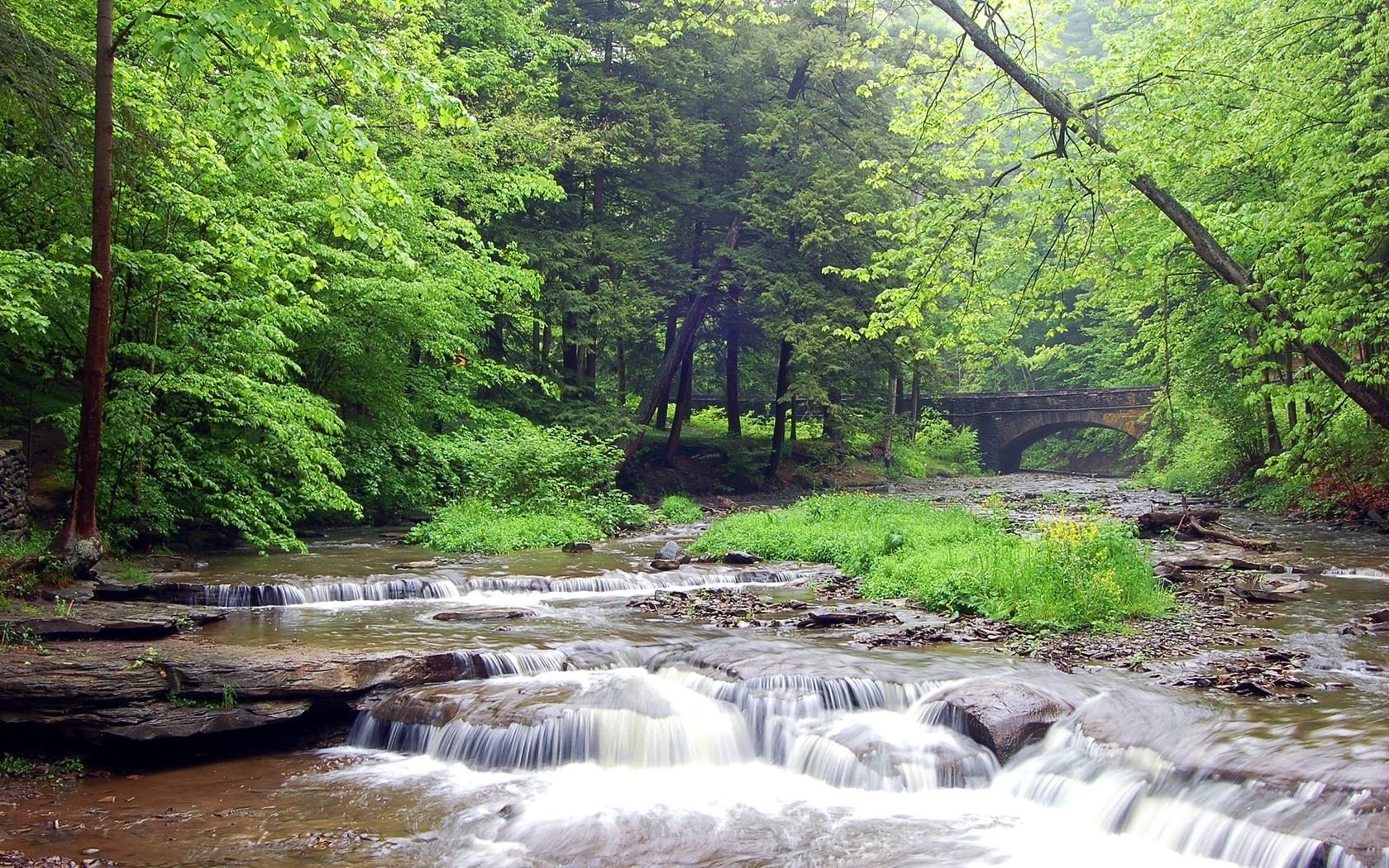 foresta fiume ponte