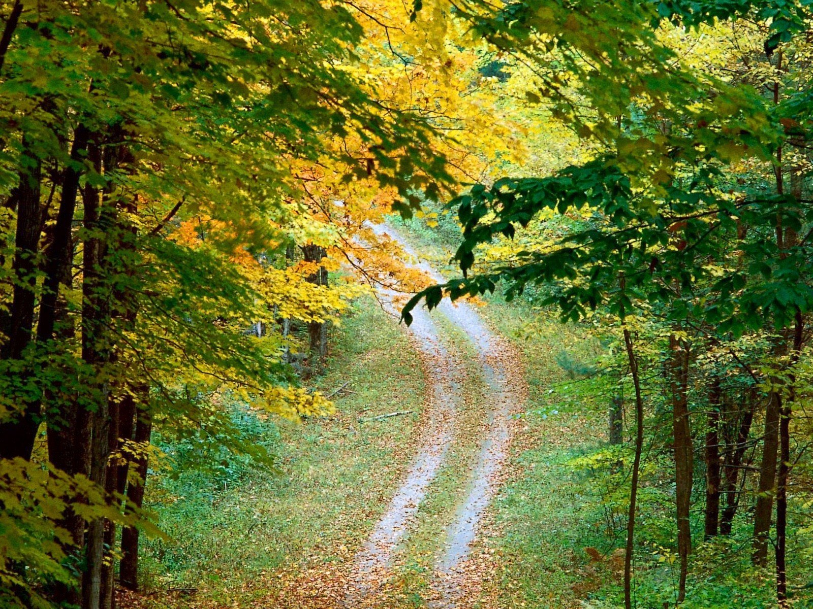 feuilles automne arbres route