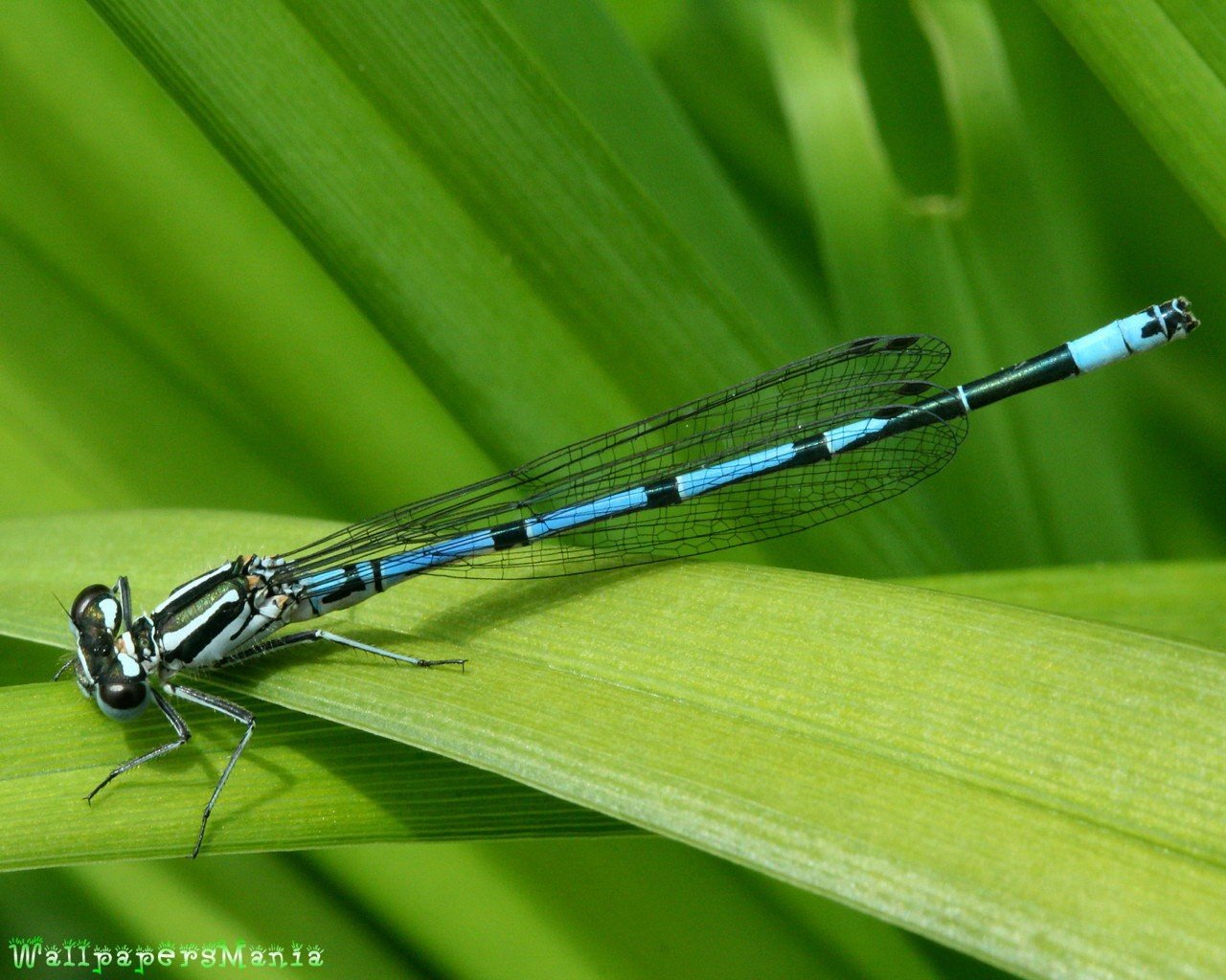 libellule gros plan feuille herbe