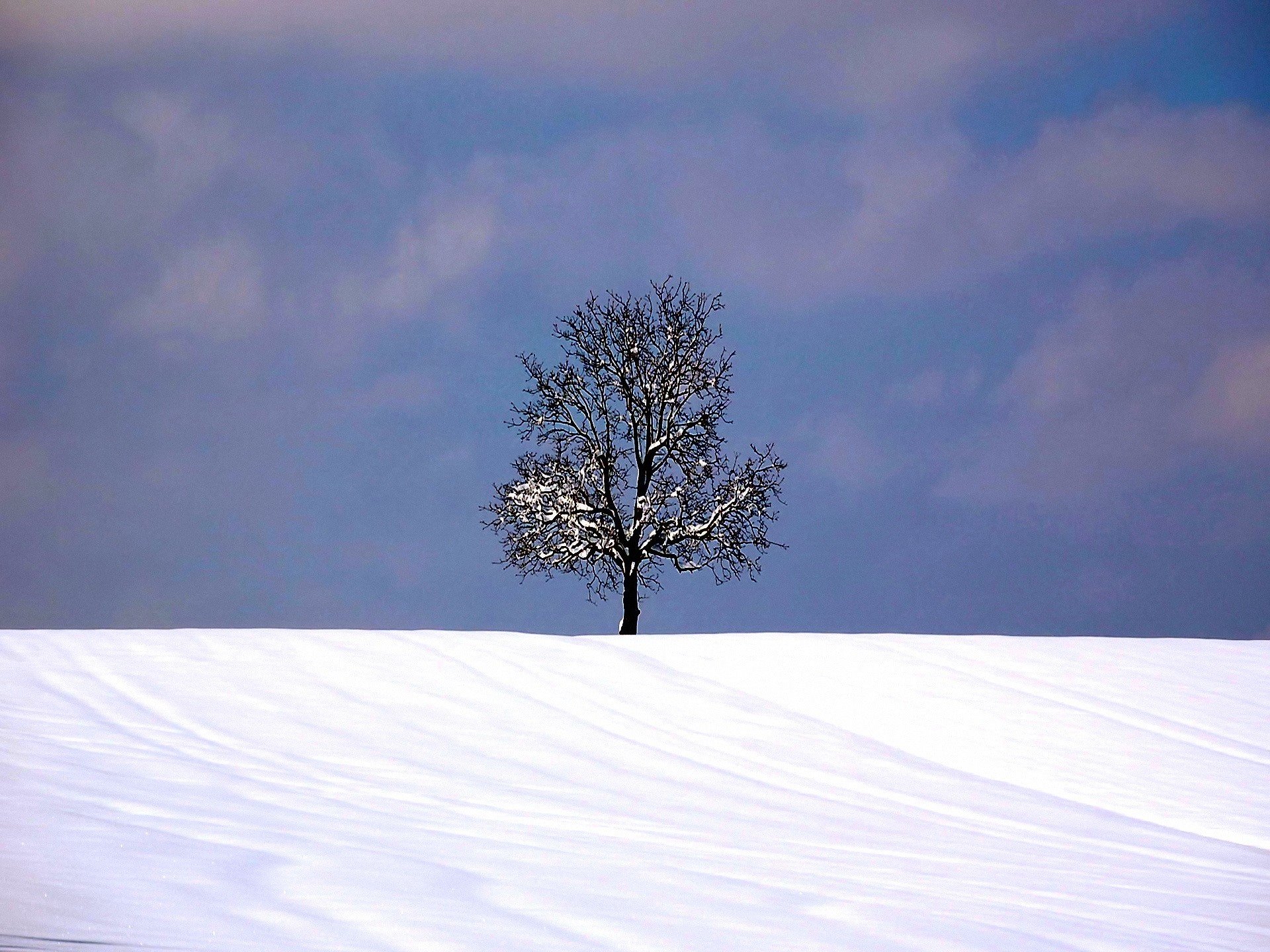 albero inverno neve