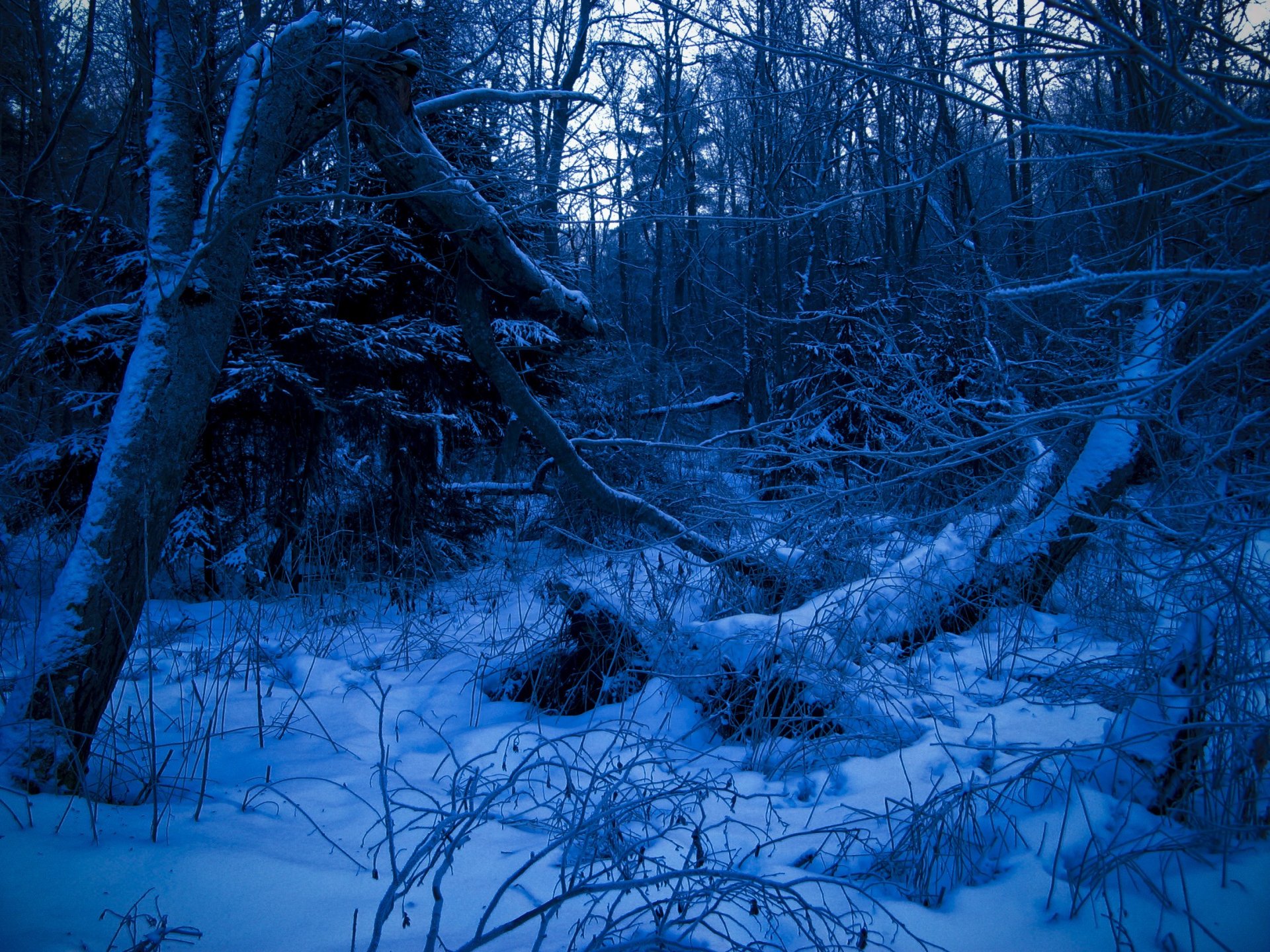 winter forest blue