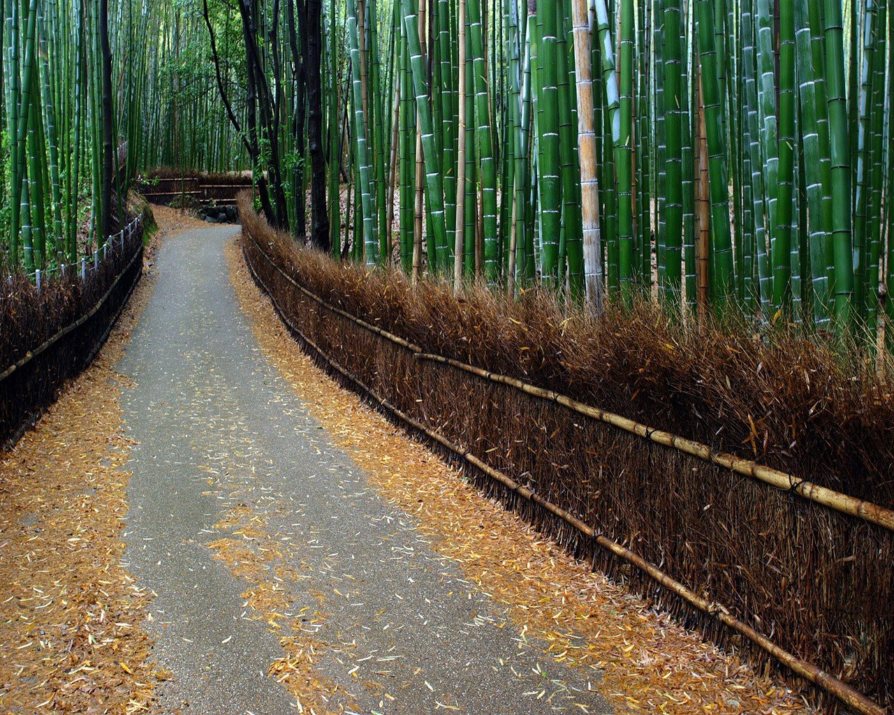 alley bamboo fence