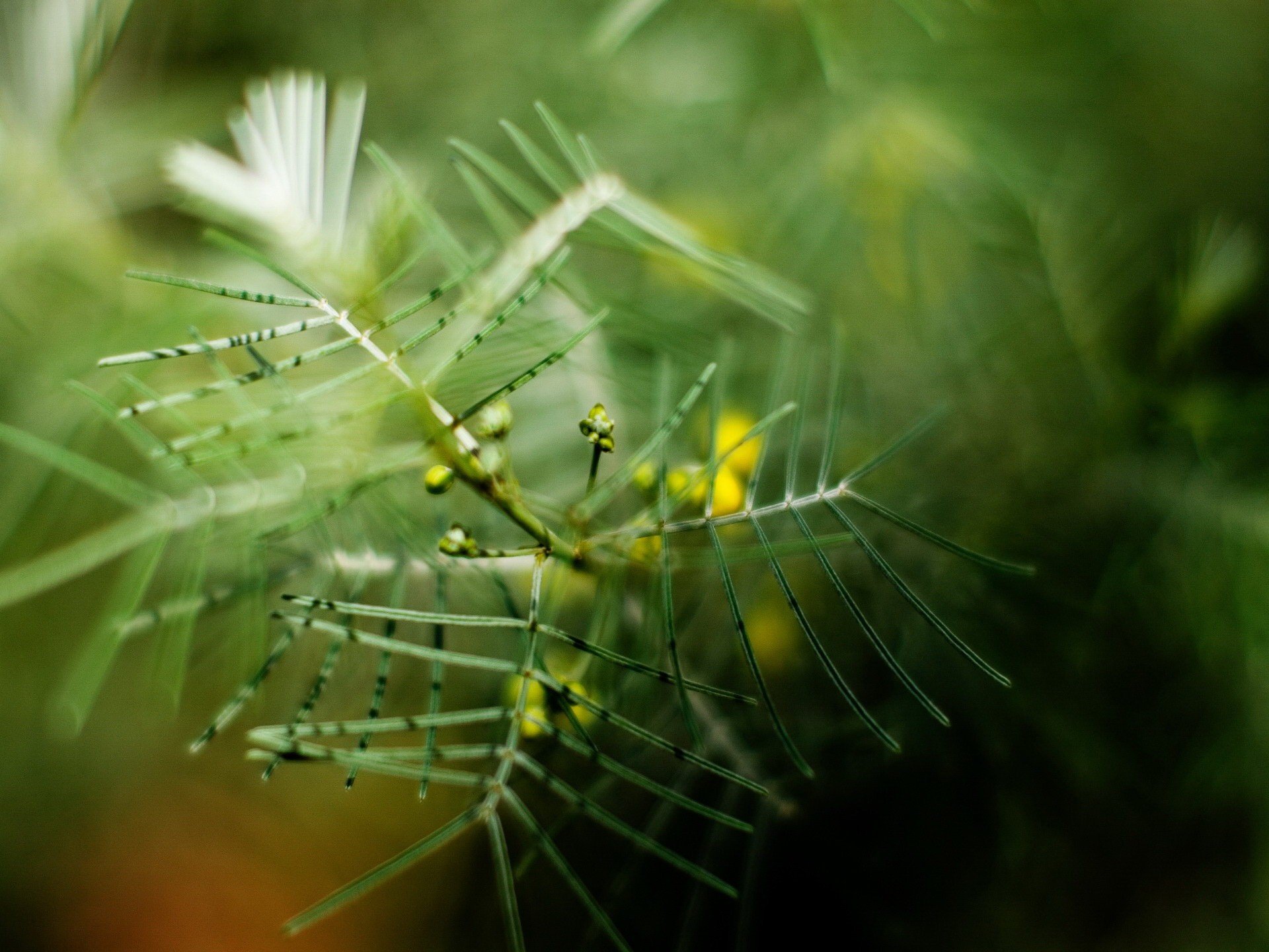 verdure flou branche