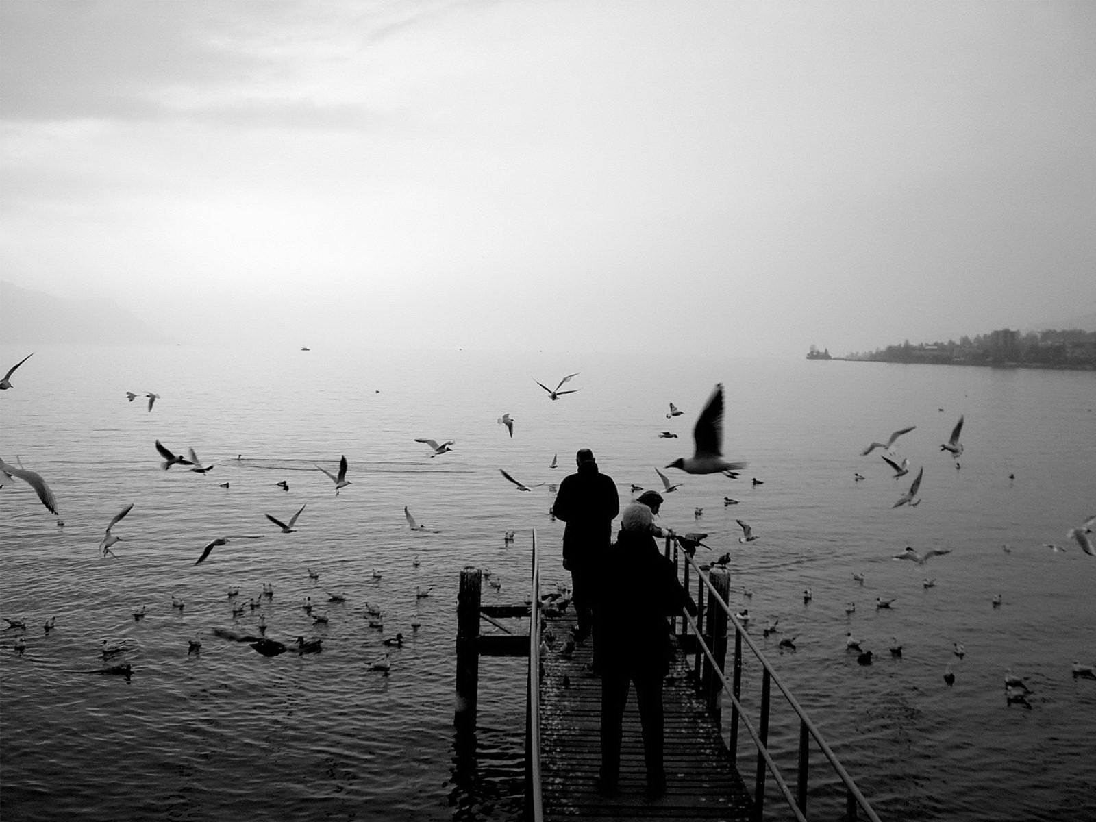 gaviotas muelle blanco y negro