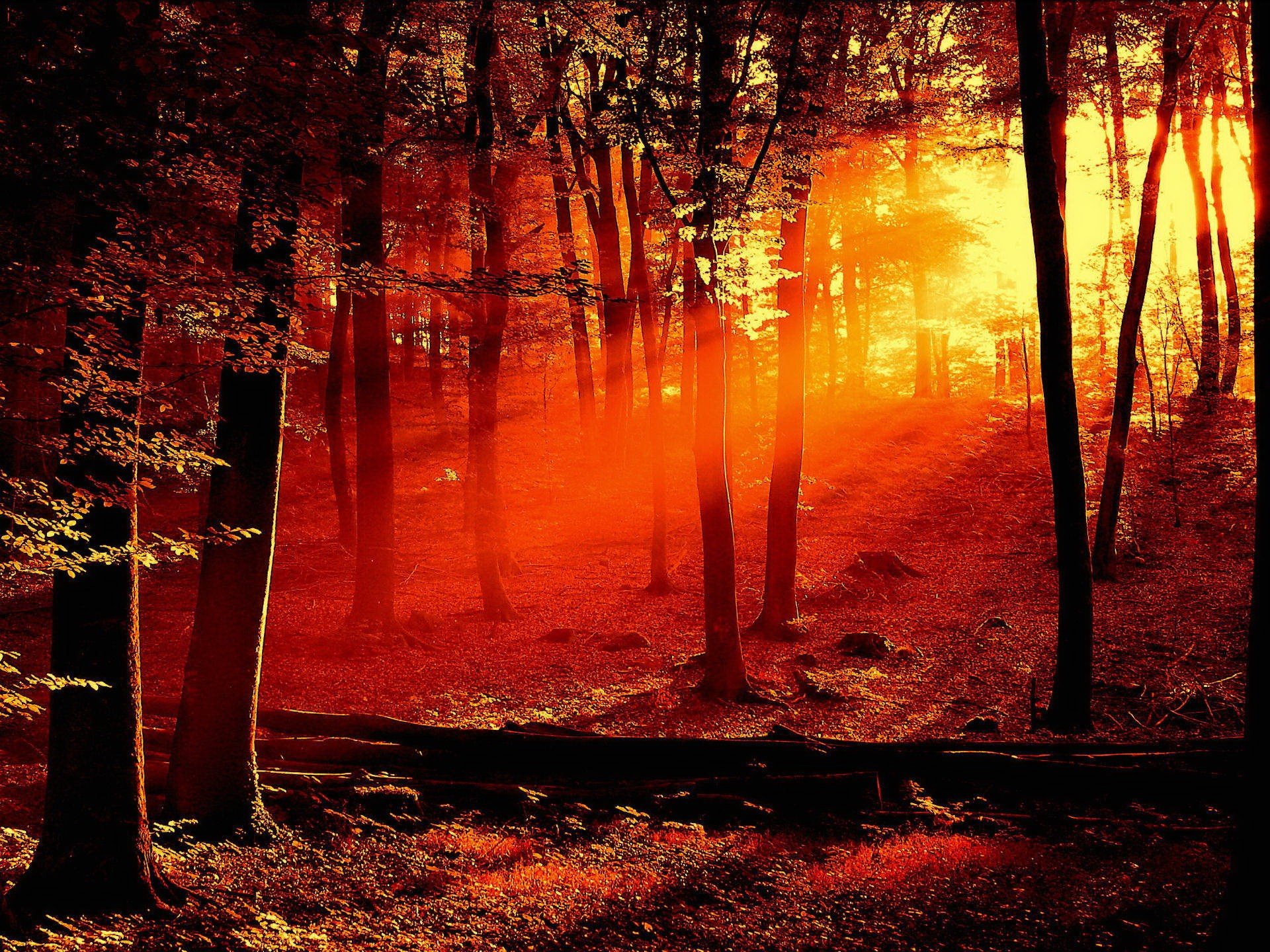 luce alberi rosso