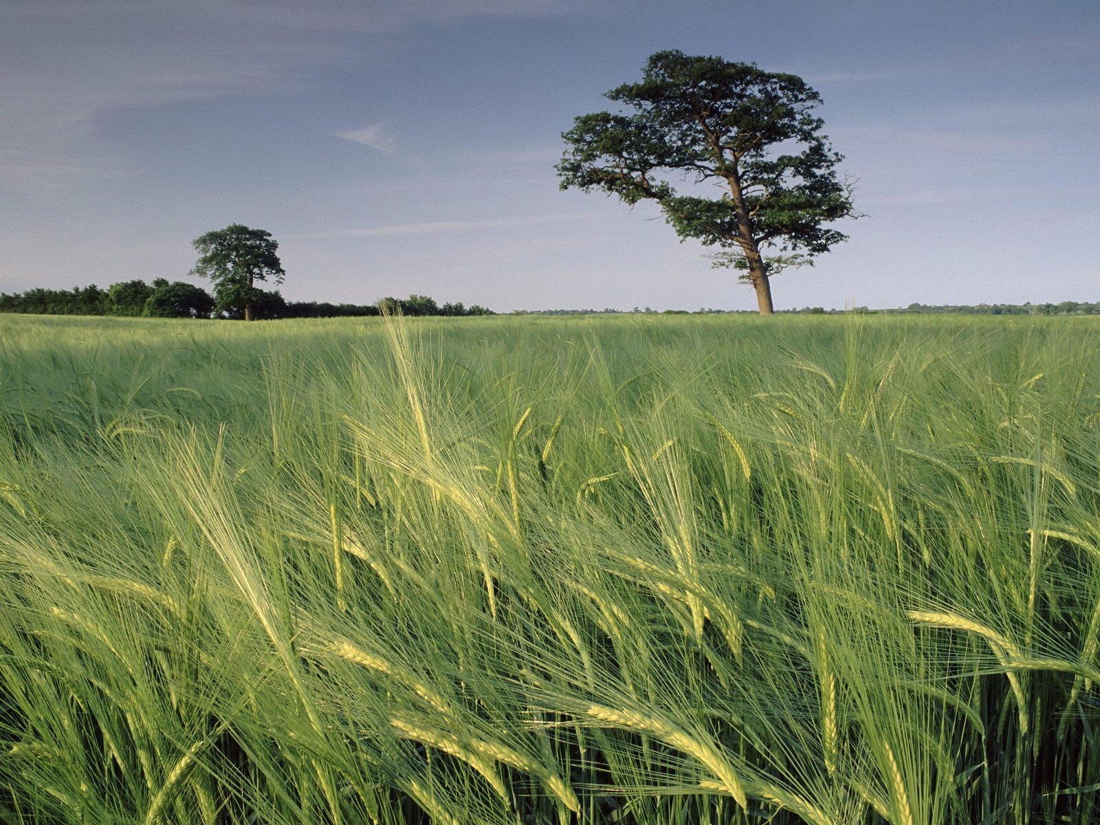 campo hierba cielo árbol