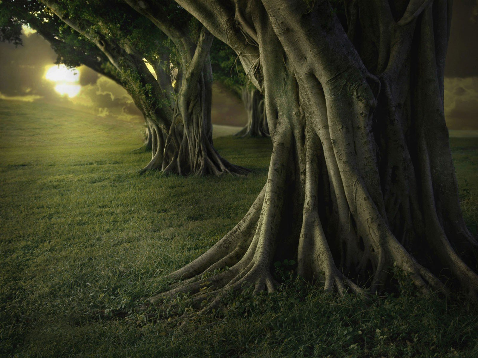 arbre obscurité grand