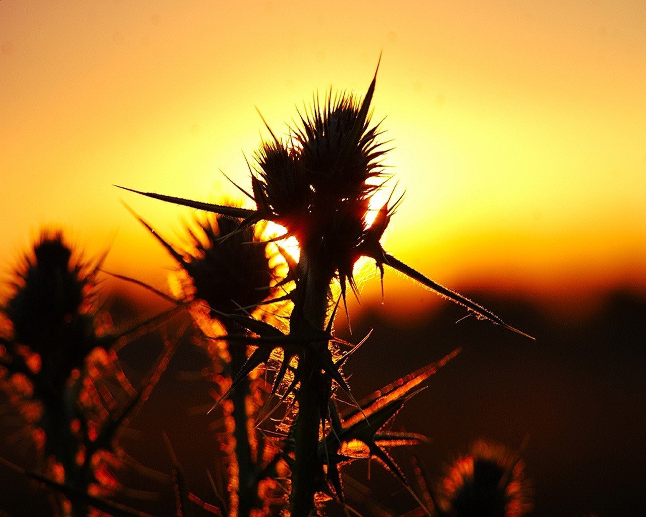 sol hierba espinas espinas