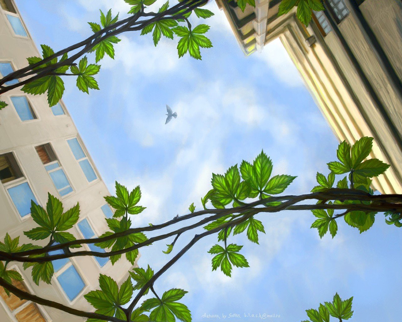 picture spring blue branch leave