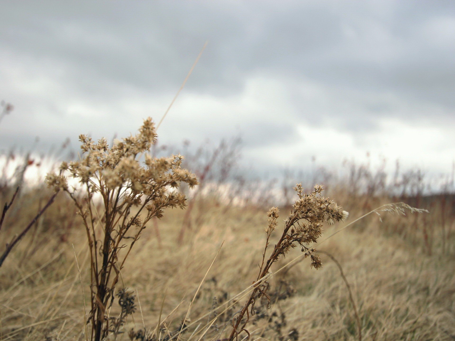 pflanze herbst gras