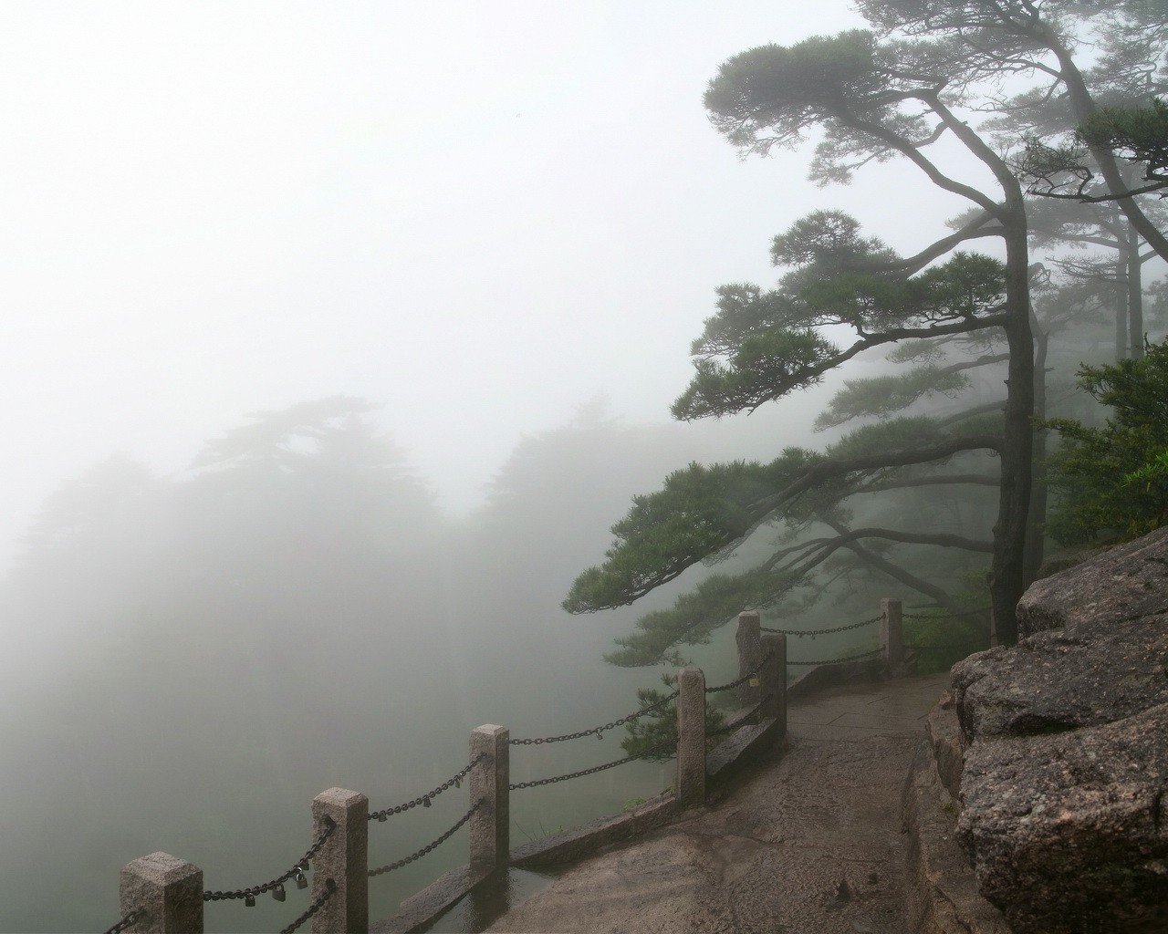 nebbia recinzione alberi