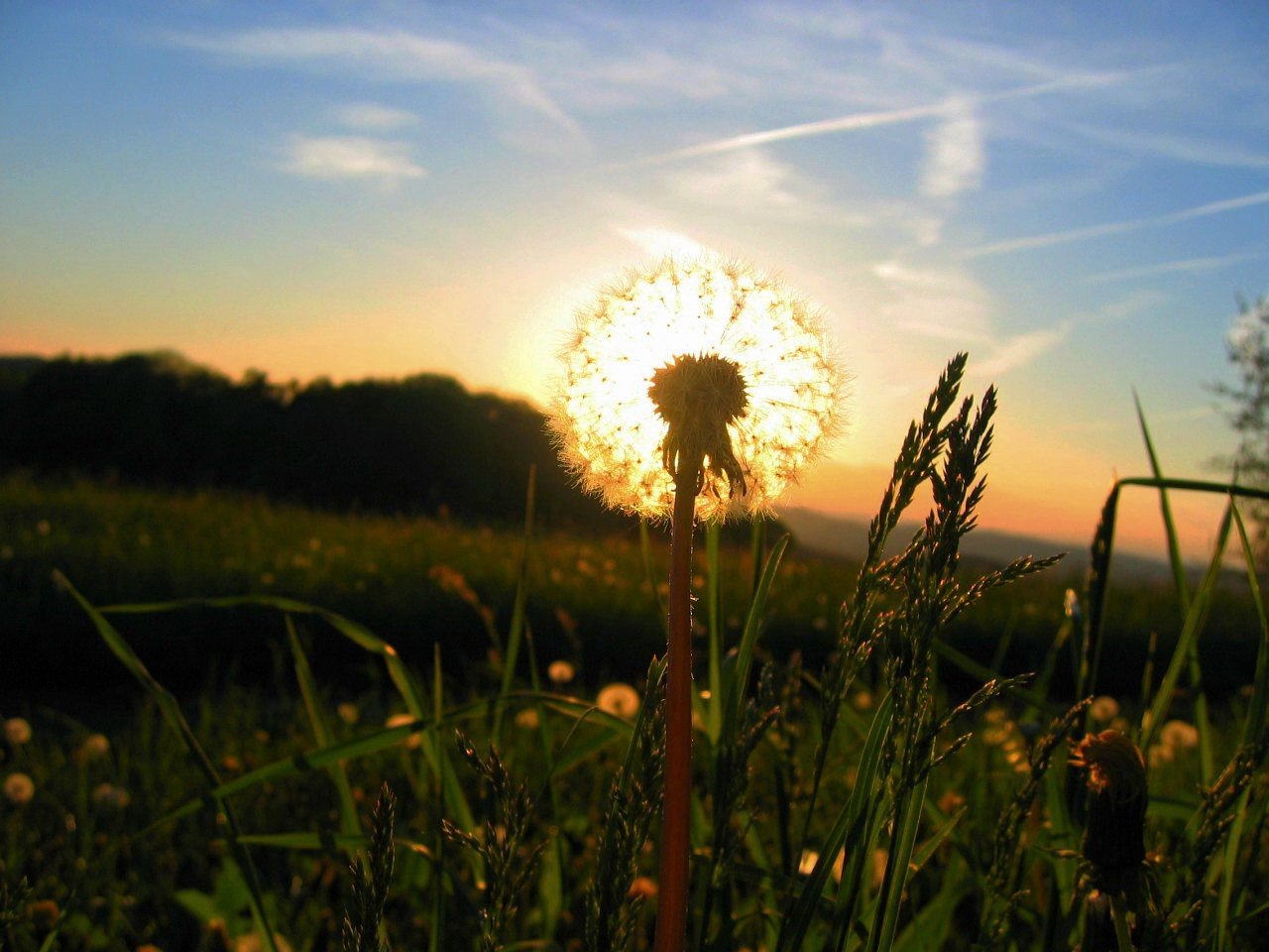 diente de león sol hierba