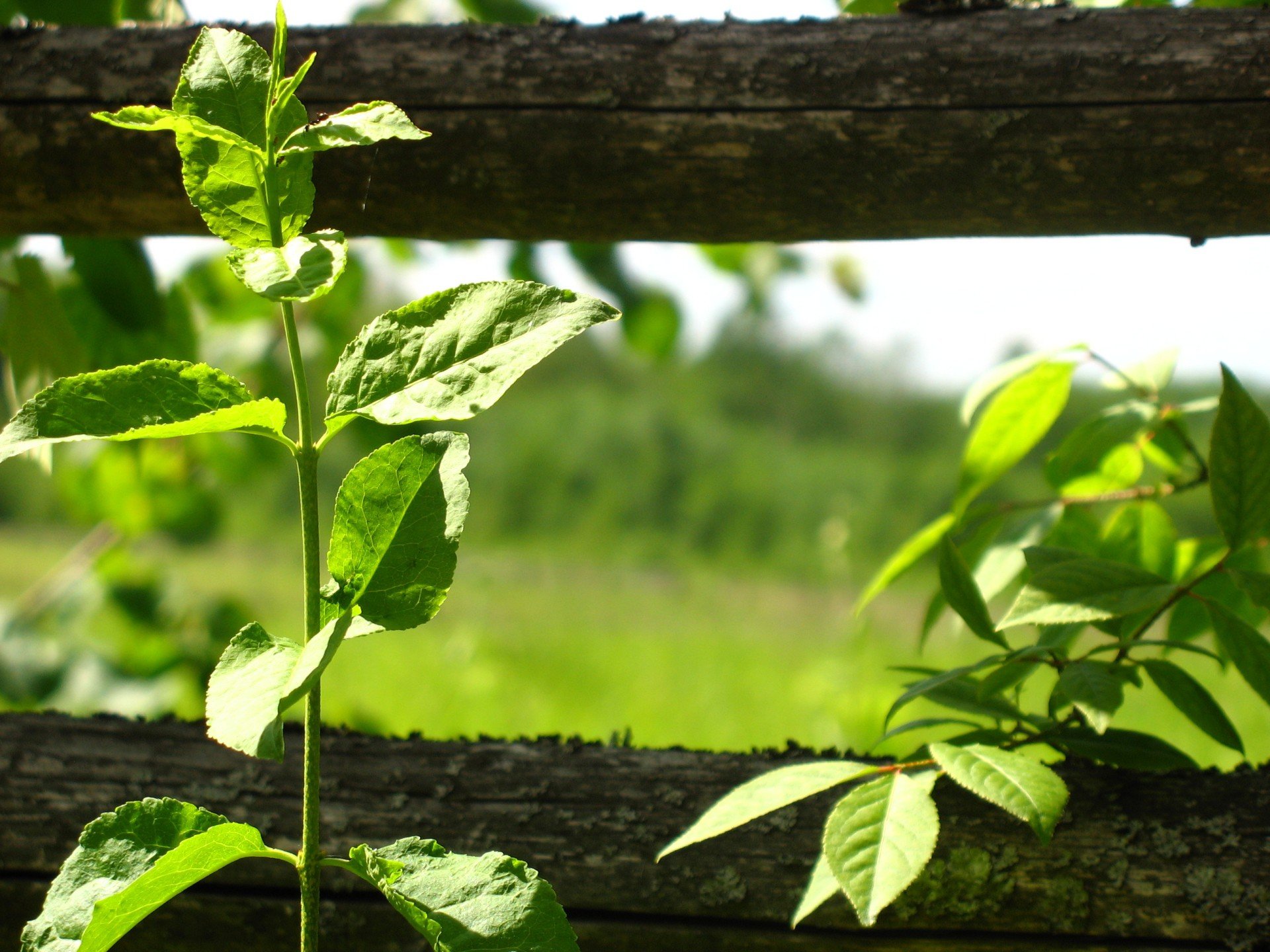 fence leaves plant