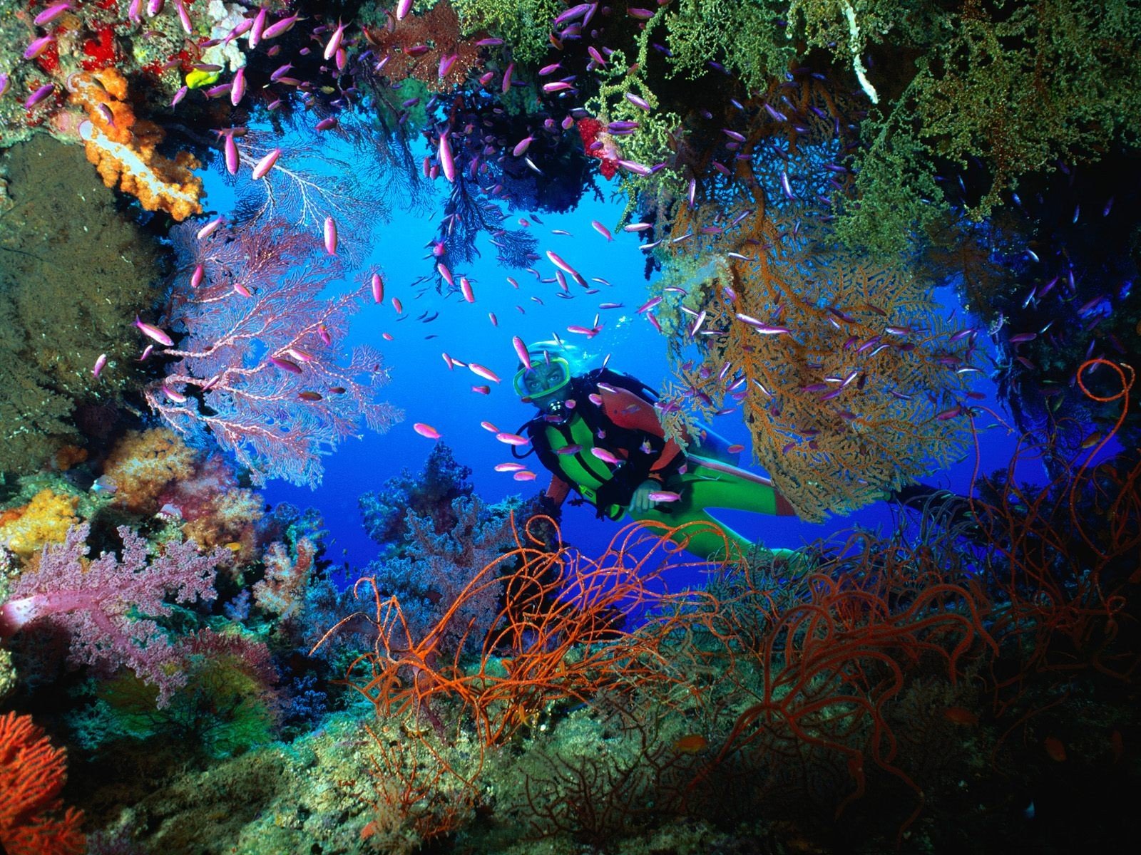 cueva corales fiji