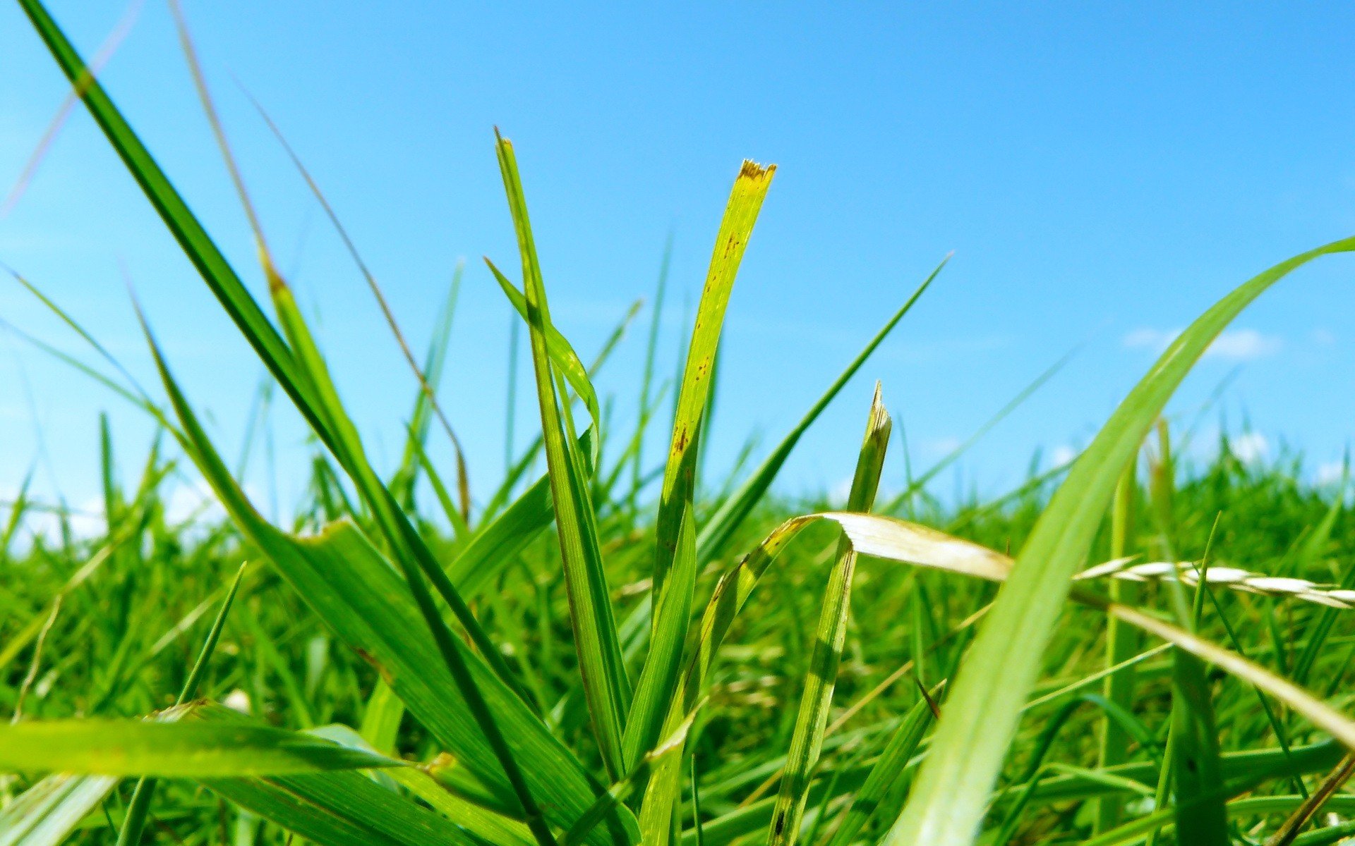 gras grün blau blätter