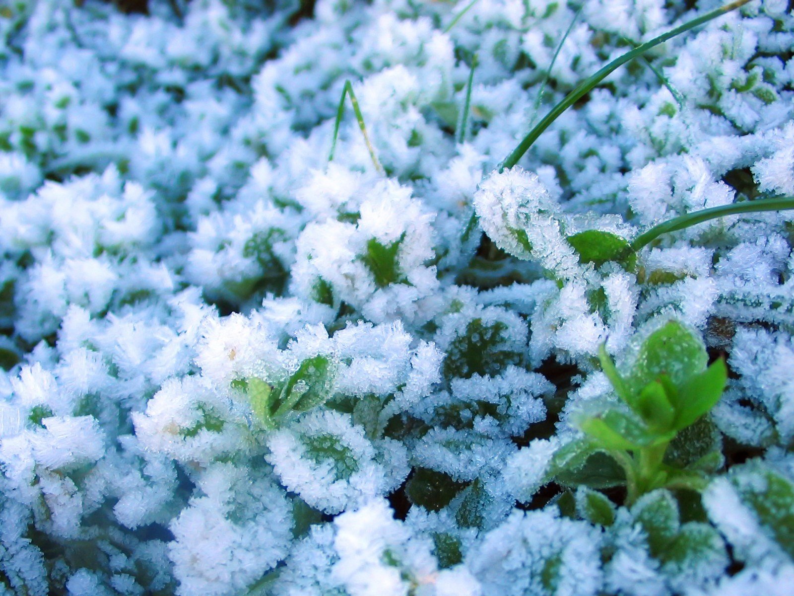 inverno ghiaccio neve piante