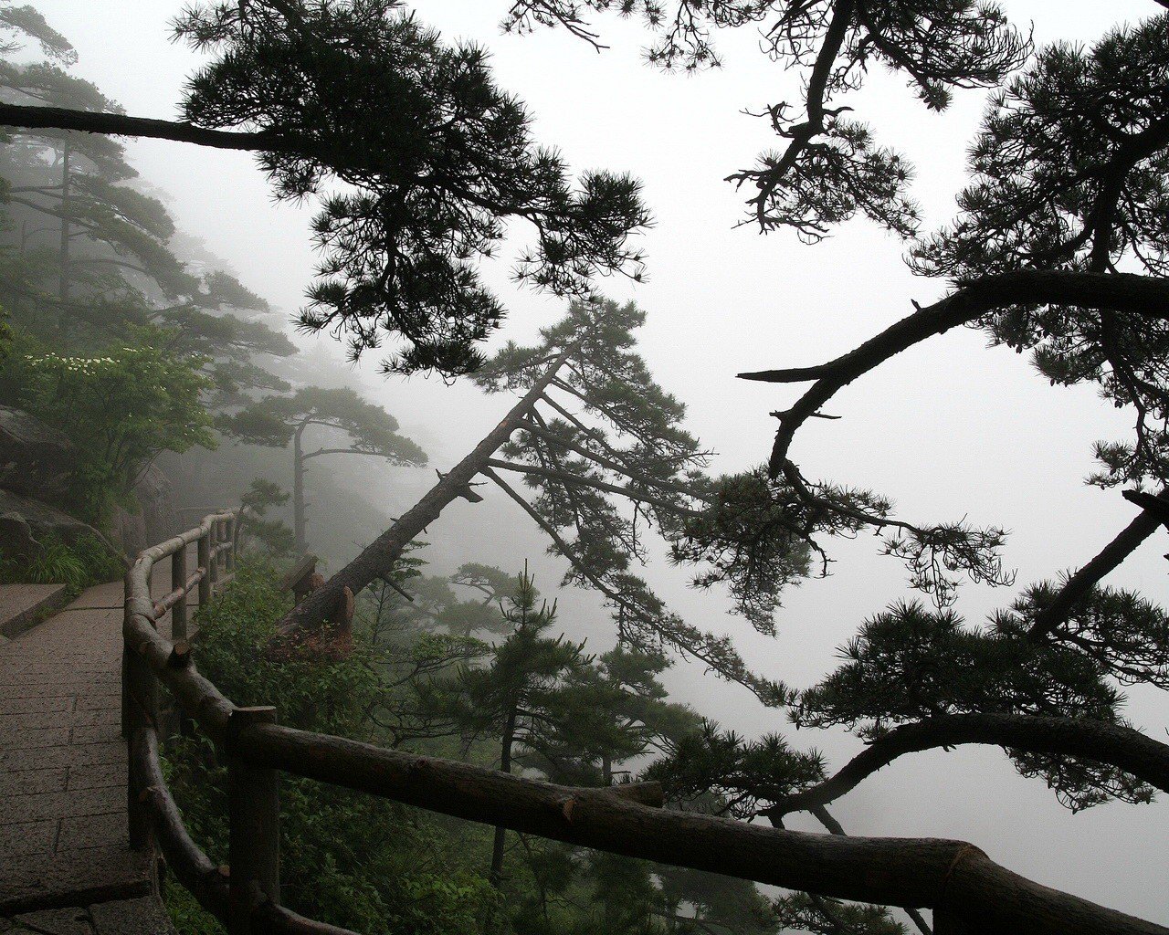 tree trail fog