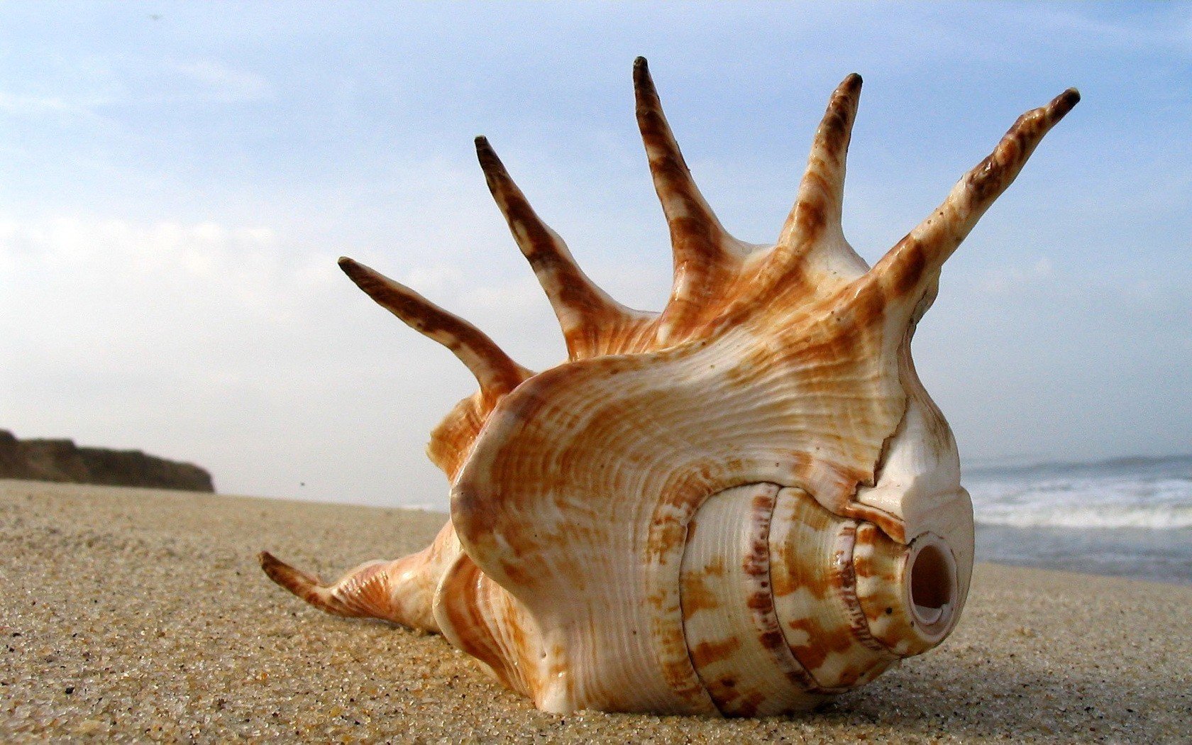 conchiglia enorme sabbia spiaggia