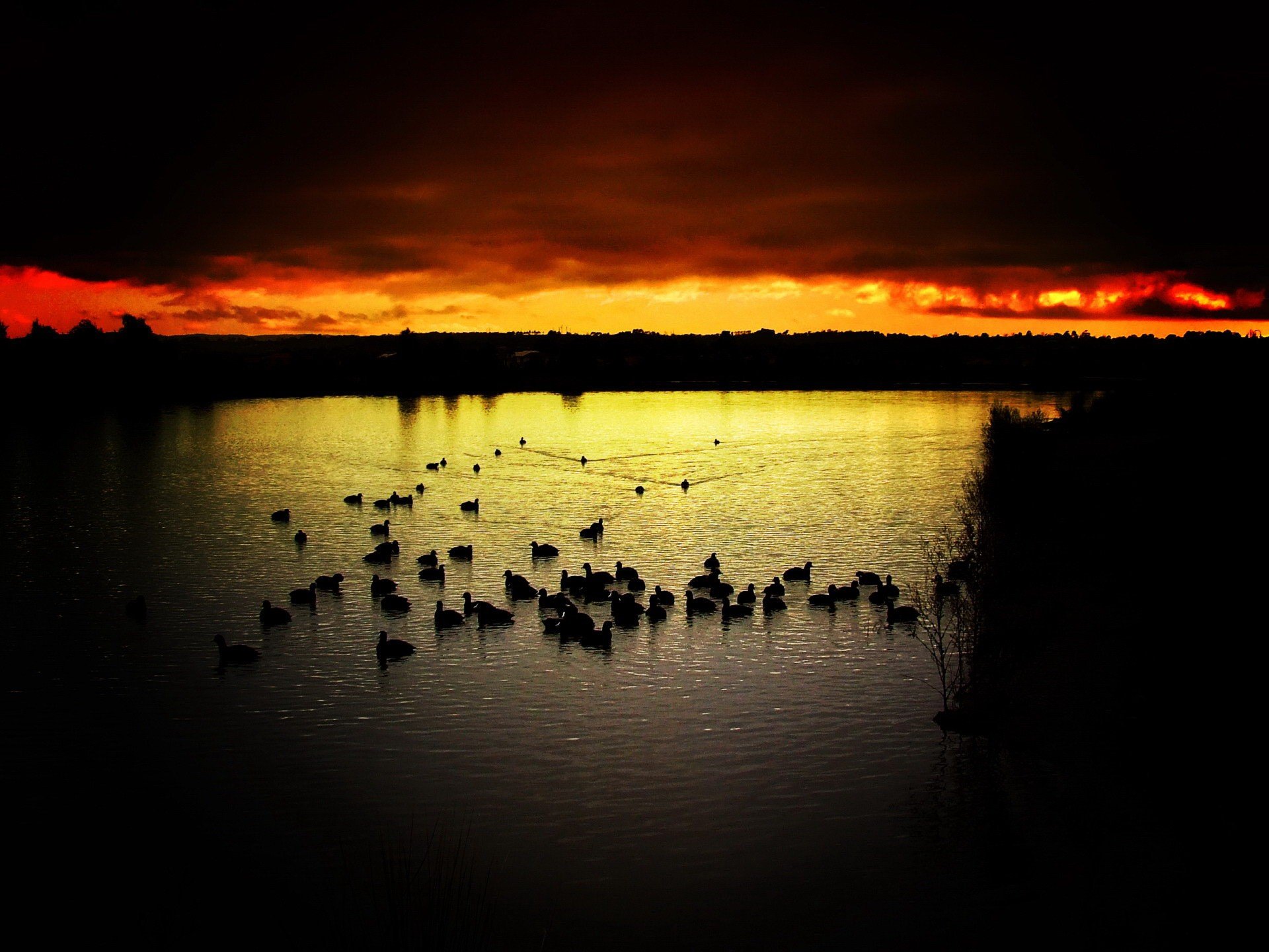 oiseaux coucher de soleil contraste