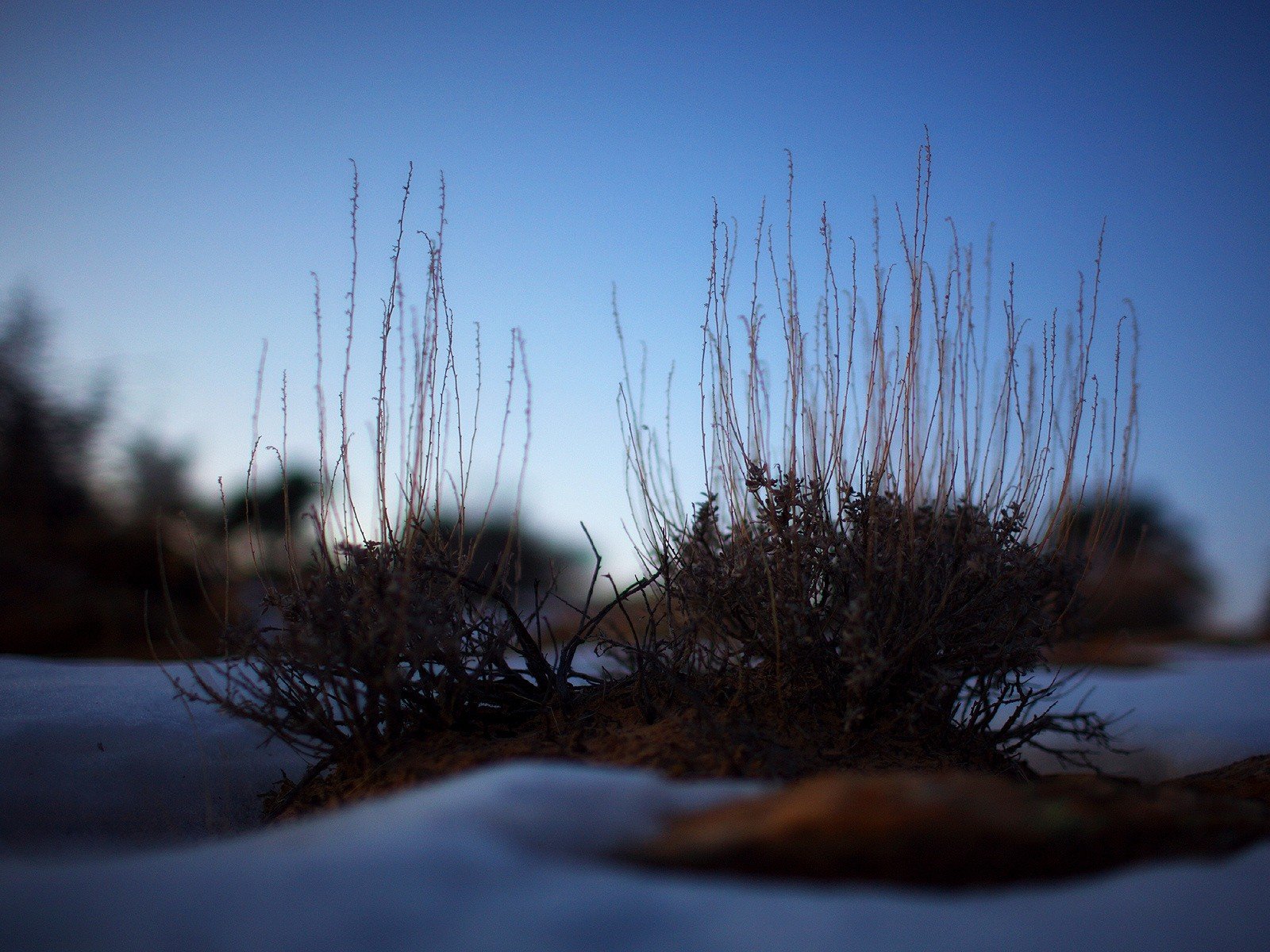 bush snow plant