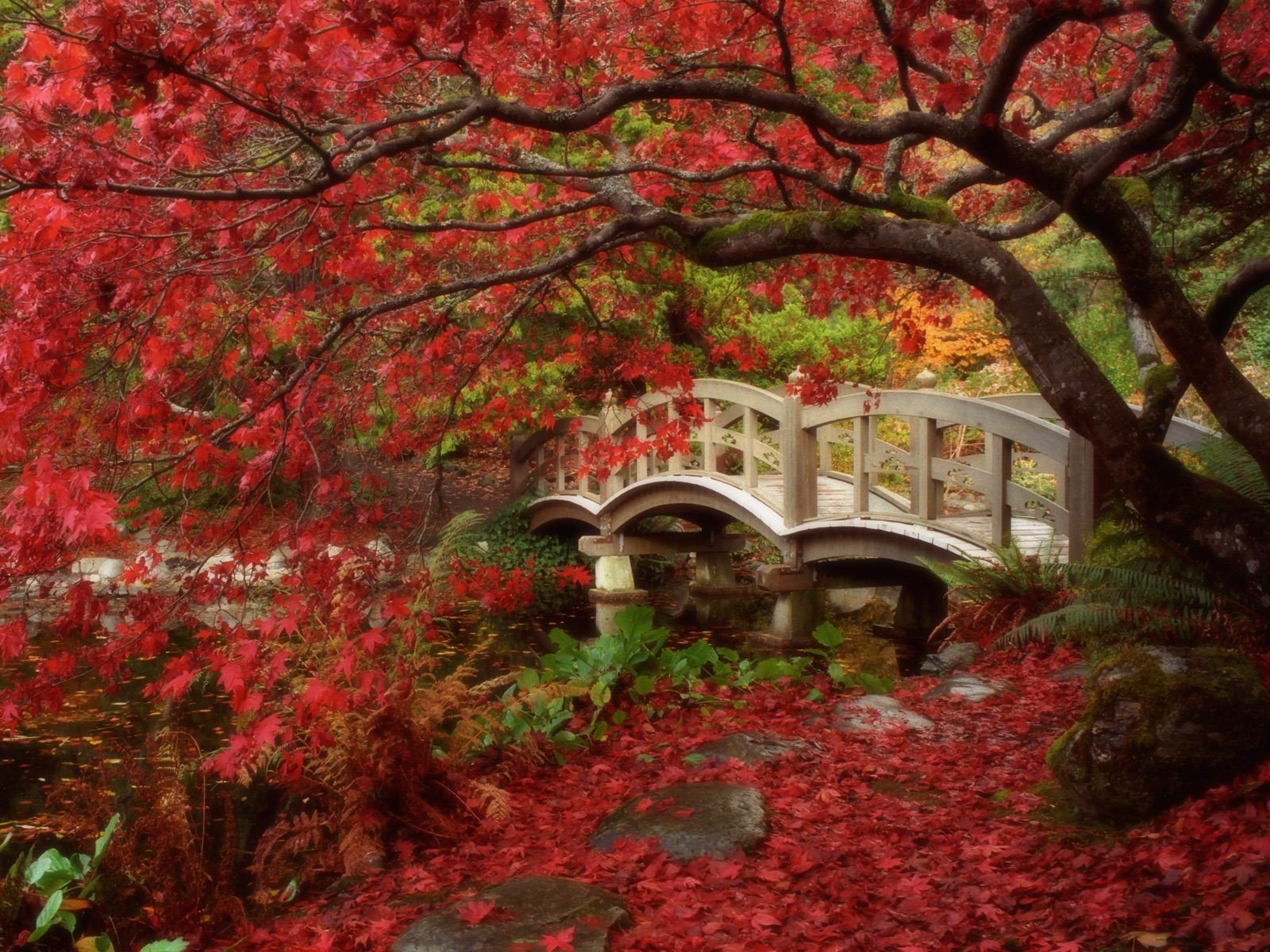 japon jardin feuilles automne