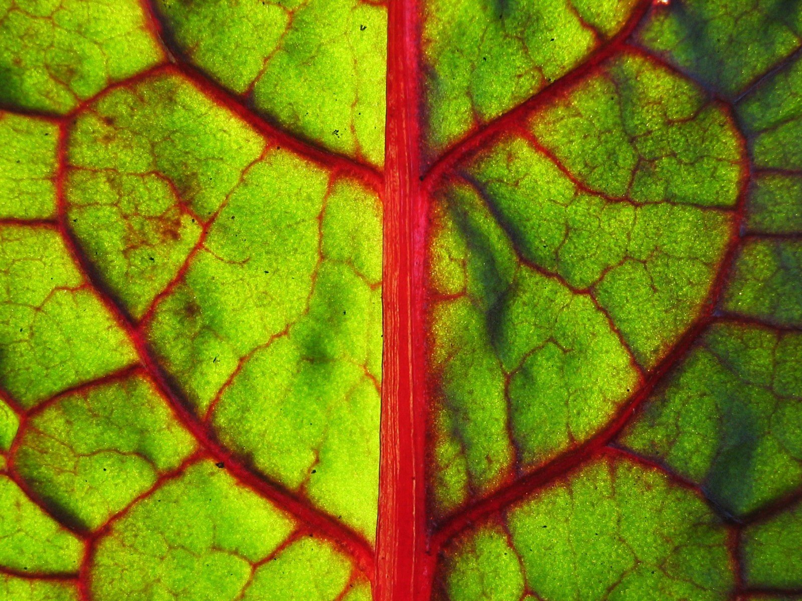 feuille verts macro