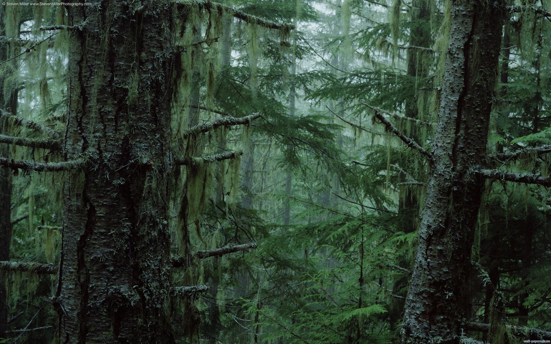 árboles matorral niebla