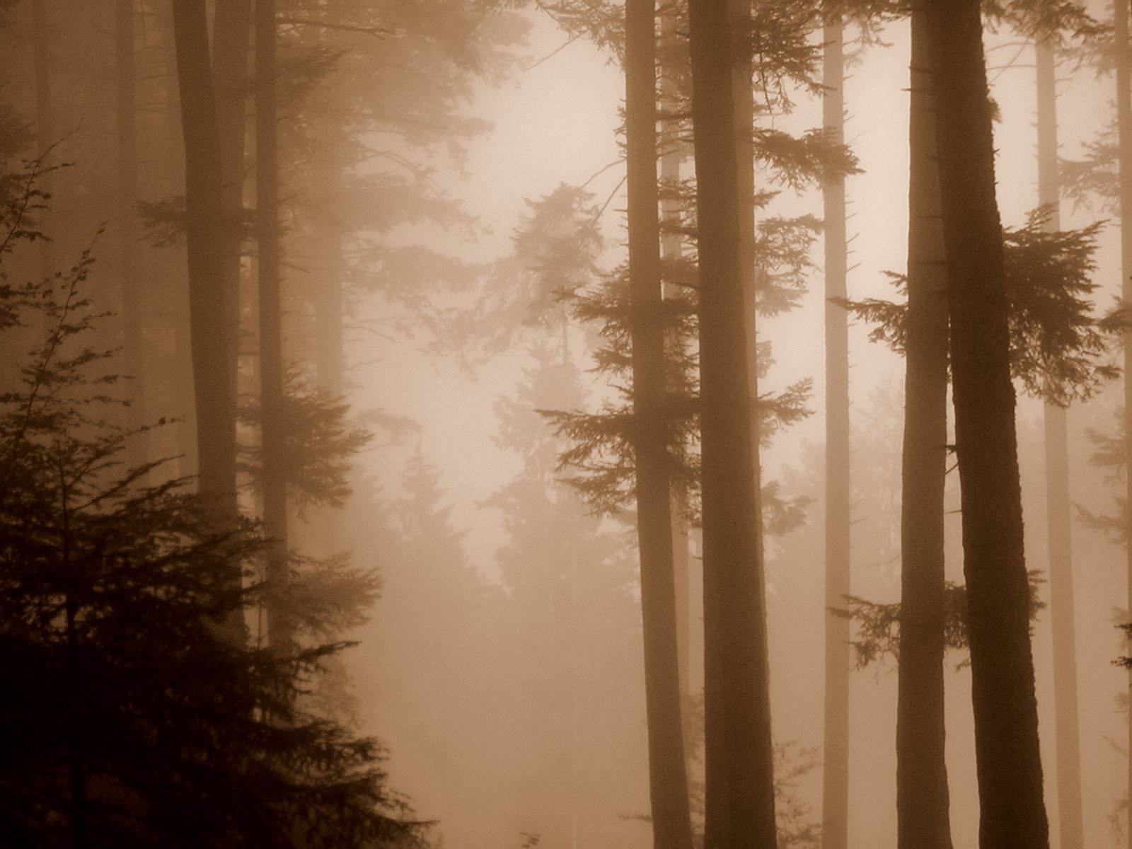 nebel sepia wald